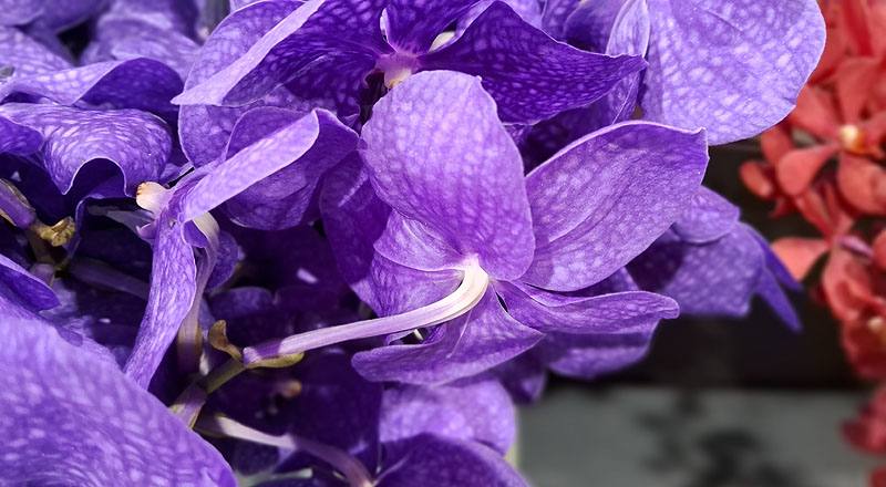 萬代蘭 巨輪紫 (圖片5)