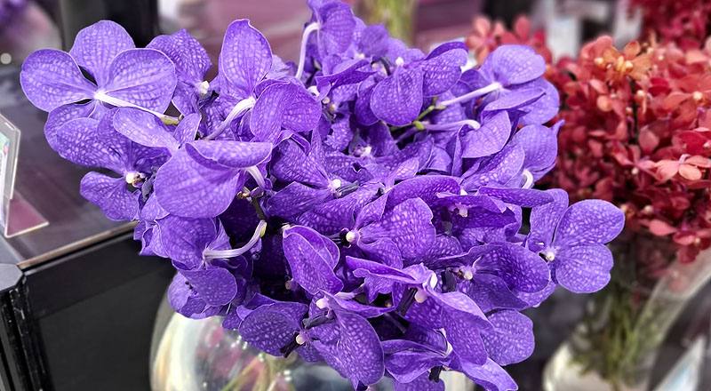 萬代蘭 巨輪紫 (圖片2)