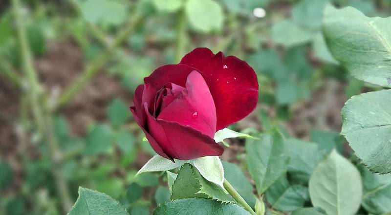 玫瑰 弗朗西斯迪布勒伊 (圖片5)