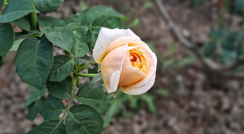 玫瑰 茱麗葉 (圖片5)
