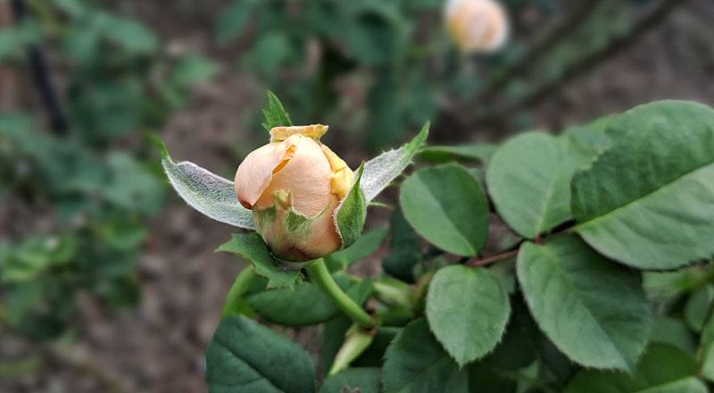 玫瑰 茱麗葉 (圖片4)