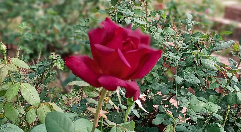 玫瑰 奧克拉荷馬 (圖片5)