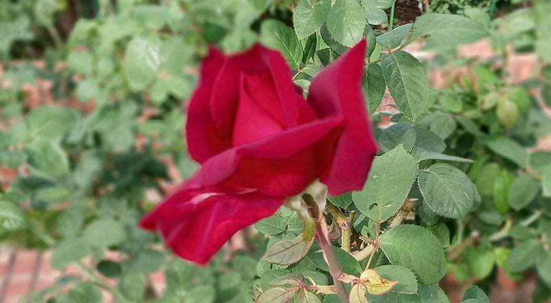 玫瑰 奧克拉荷馬 (圖片2)